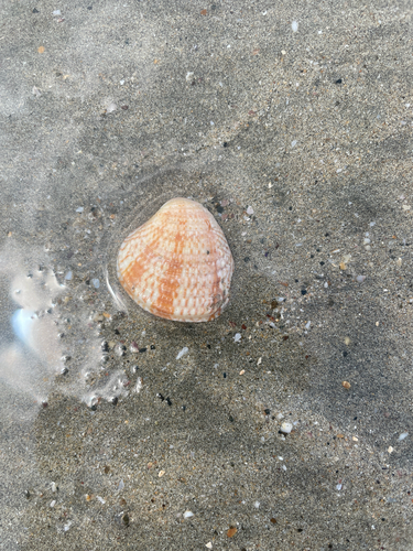 Chione subimbricata observed 2026-10-13