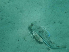 Chelidonichthys lucerna