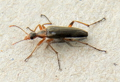 Stenotrachelidae