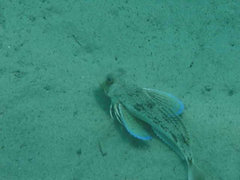 Chelidonichthys lucerna