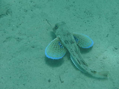 Chelidonichthys lucerna