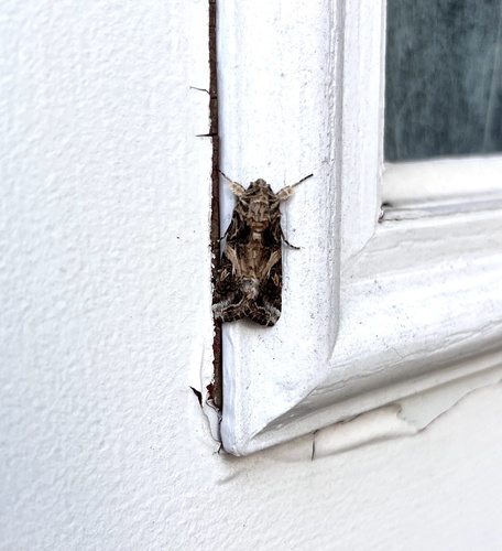 Yellow-striped Armyworm Moth