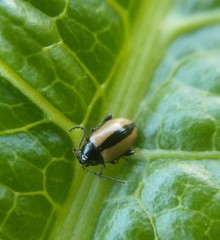 Phyllotreta armoraciae