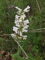 Penstemon pallidus
