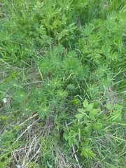 Lupinus polyphyllus