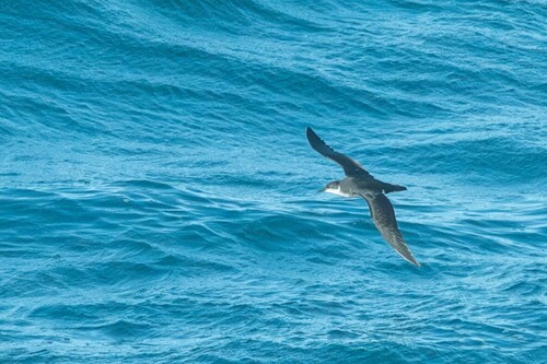 iNaturalist image