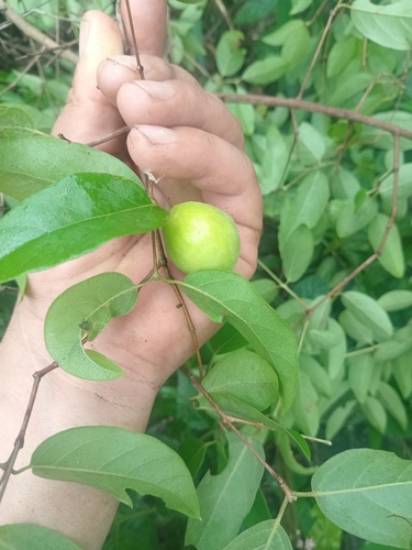 Eugenia myrcianthes, 2026-10-13