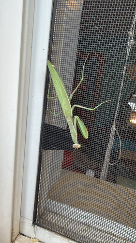 European Mantis