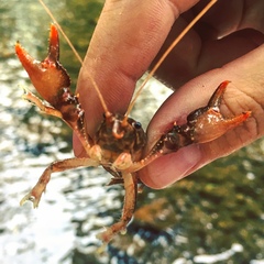 Cambarus asperimanus