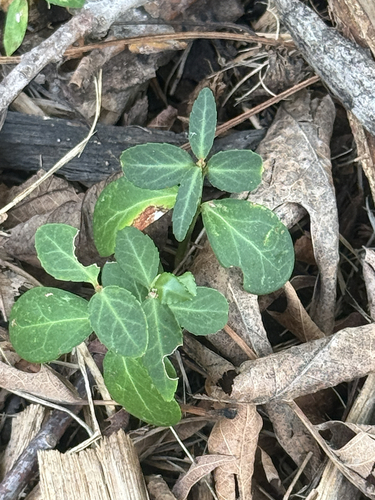 fortune's spindle