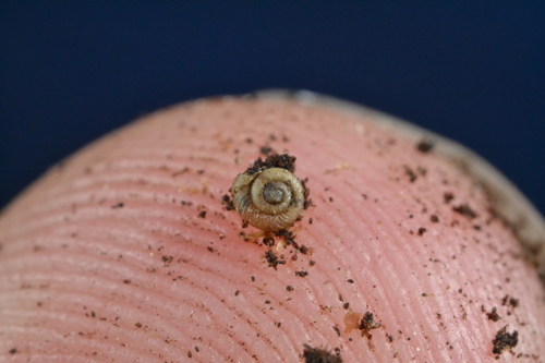Paralaoma servilis observed 2026-10-09