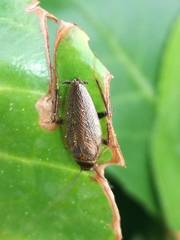 Ectobius lapponicus