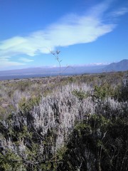 Artemisia mendozana