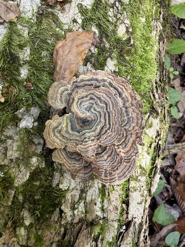 turkey-tail