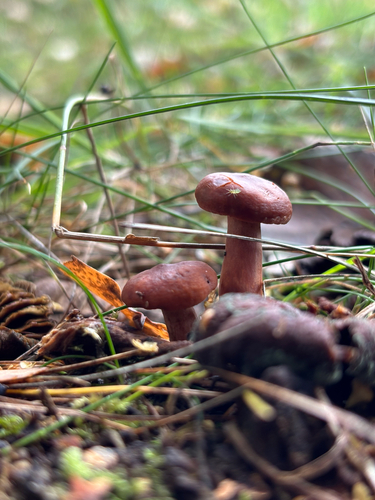 Rufous Milkcap