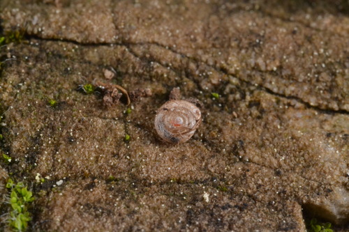 Paralaoma servilis observed 2026-10-09