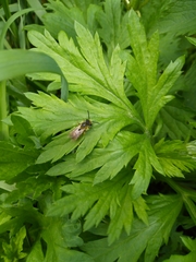 Andrena