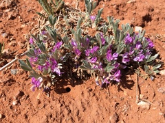 Astragalus tridactylicus