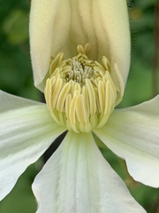 Clematis