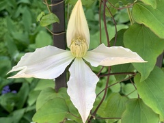 Clematis