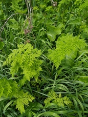 Anthriscus sylvestris