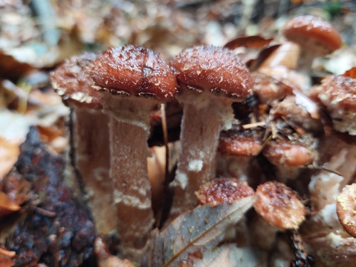 Honey Mushroom