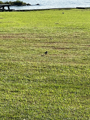Charadrius, 2026-10-13