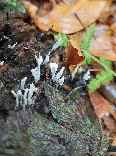 Candlesnuff Fungus