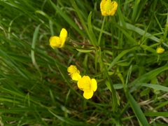 Ranunculus auricomus
