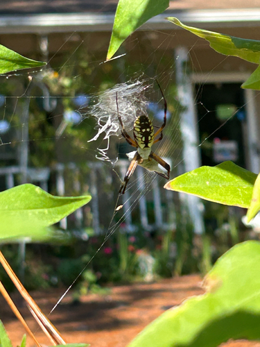 Yellow Garden Spider