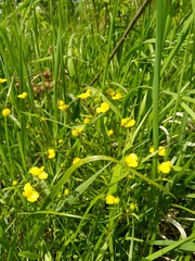 Ranunculus auricomus