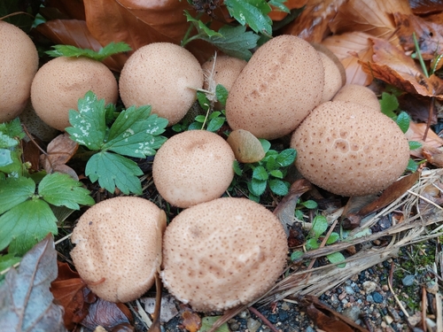 Pear-shaped Puffball