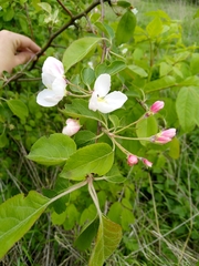 Malus