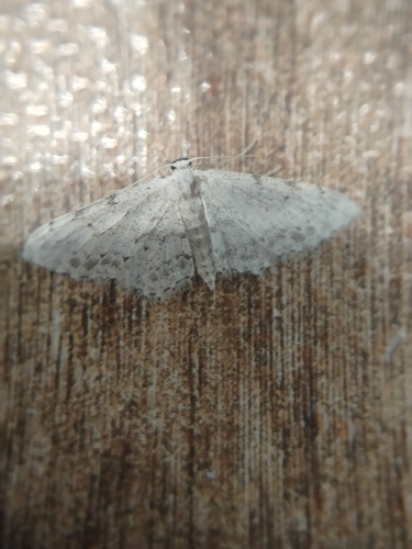 Idaea incisaria