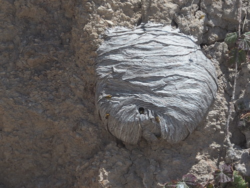 Common Aerial Yellowjacket