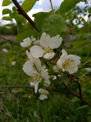 Malus