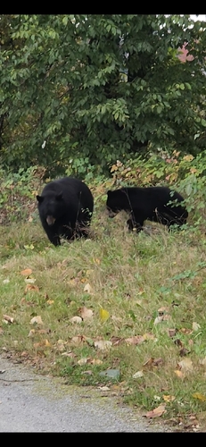 Black Bear sighting near Coquitlam