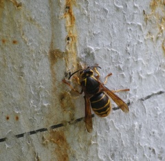 Dolichovespula media