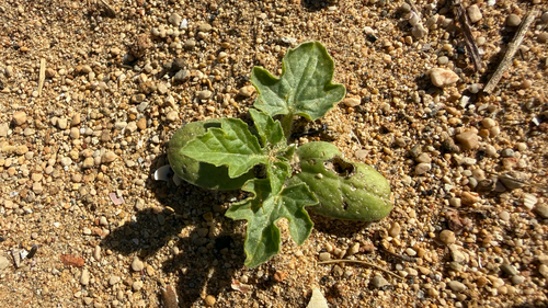 Citrullus lanatus observed 2026-10-13
