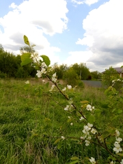 Malus