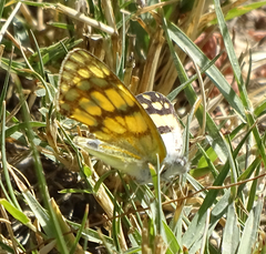 Colotis vesta mutans