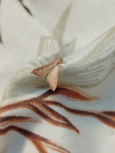 Sesame Leafroller