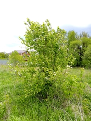 Malus