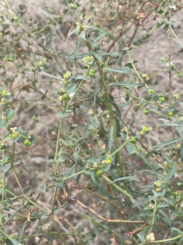 Euphorbia terracina, 2026-10-10