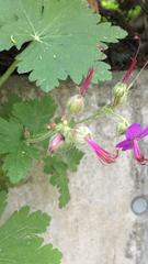 Geranium macrorrhizum