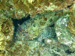 Scorpaena guttata