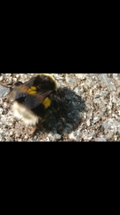 Bombus