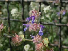 Nepeta nepetella