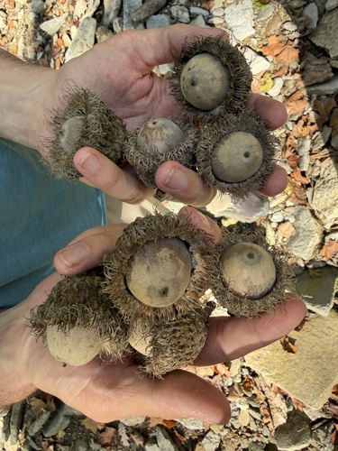 bur oak