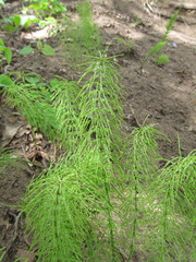 Equisetum pratense image
